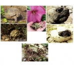 Postkarten mit Landschildkröten Motiven