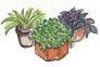 Terrarienpflanzen