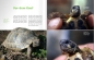Preview: Landschildkröten-Fibel - Die bekanntesten mediterranen Arten