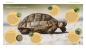 Preview: Landschildkröten Fit und gesund durchs Leben - Dr Hartmut Wilke