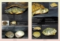 Preview: Marginata 28 -  Farbmutationen bei Schildkröten