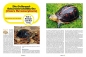 Preview: Marginata 44 - Europäische Landschildkröten in der Natur beobachten