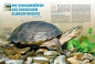 Preview: Marginata 46 - Die Europäische Sumpfschildkröte
