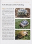 Preview: Griechische Landschildkröten Testudo hermanni