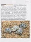 Preview: Griechische Landschildkröten Testudo hermanni