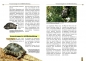 Preview: Die Breitrandschildkröte Testudo marginata, Art für Art,  NTV