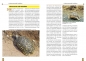 Preview: Die Pantherschildkröte Stigmochelys pardalis, Art für Art,  NTV