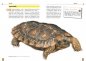 Preview: Die Spaltenschildkröte Malacocherus Tornieri, Art für Art,  NTV