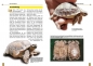Preview: Die Spornschildkröte Geochelone sulcata, Art für Art,  NTV