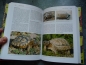 Preview: Schildkrötenbibliothek 3 - Südamerikanische Landschildkröten