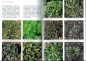 Preview: Futterpflanzen für Landschildkröten und andere Reptilien, Wolfgang Wegehaupt