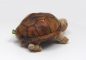 Preview: Stofftier Riesenlandschildkröte "Rapidy" mittel