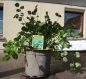 Preview: Bio Topf Kräuter: Pimpinelle Futterpflanze im Topf