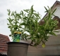 Preview: Bio Topf Kräuter: Stevia Pflanze Süßblatt im 12er Topf (Stevia rebaudiana)