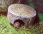 Preview: Exo Terra Aztec Calendar Cave "Mittel"