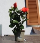 Preview: Mediteraner Hibiskus im Topf XL für Indoor - im Sommer auch draußen!