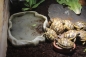 Preview: Repti Rock Futternapf mittel Zoomed ca.19x15x2cm