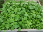 Preview: Robust Mischung / Herbstwiese XL 50g - Saatgutmischung
