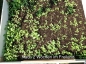 Preview: Robust Mischung / Herbstwiese XL 50g - Saatgutmischung