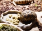 Preview: DK Zoological Leaf-eater Basic 100g NEU