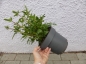 Preview: Große Braunelle (Prunella grandiflora) Futterpflanze