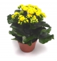 Preview: "Flammendes Käthchen" - Kalanchoe im 12er Topf