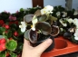 Preview: Sommerblumen Eisbegonien - Futterblumen für Reptilien