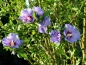 Preview: Gartenhibiskus kleine Jungpflanze (Hibiscus syriacus Marina)