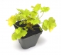 Preview: Silberglöckchen "Heuchera" im Topf