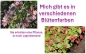 Preview: Weigela verschiedene Farben im 9er Topf