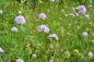 Preview: Acker-Witwenblume 1g (Knautia arvensis s.str)