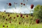 Preview: Großer Wiesenknopf 1g (Sanguisorba officinalis)