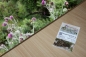 Preview: Nickende Kratzdistel 1g (Carduus nutans)