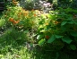 Preview: Kapuzinerkresse 5g  (Tropaeolum majus)