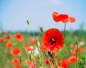 Preview: Klatschmohn 2g  (Papaver rhoeas)