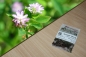 Preview: Persischer Klee 5g  (Trifolium resupinatum)