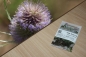Preview: Wilde Karde 2g  (Dipsacus fullonum)
