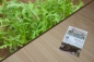 Preview: Wilde Rauke 2g (Rucola selcatica)