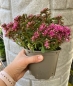Preview: Fetthenne pink oder ähnliche im Topf (Sedum)