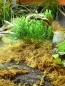 Preview: Trixie Sphagnum Moos - tropisches Terrariensubstrat 100g