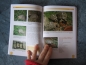 Preview: Griechische Landschildkröten - Pflege und Vermehrung