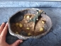 Preview: Mittel (N03) Terrarien Futter u. Wasserschale RESTPOSTEN