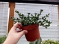Preview: Grosse Sukkulente - Brutblatt, Aloe Pflanze