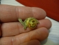 Preview: Anstecker / Pin Landschildkröte Größe 2x1,3cm