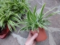 Preview: Zebragras (Chlorophytum Bonnie) 10/15cm Topf/Groesse