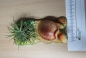 Preview: Keramik 15x7cm Schildkröte mit Pflanze Landschaft mit Tillansie