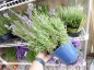 Preview: Lavendel Pflanze im Topf für das Freiland