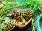 Preview: Nutrazu® Mazuri Tortoise Diet 500g