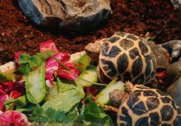 Opuntien (Opuntia) Kaktus Futterblatt für Schildkröten ca. 1kg