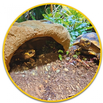Hobby Mojave Cave XL Höhle für Terrarien (Art.-Nr.:36249)